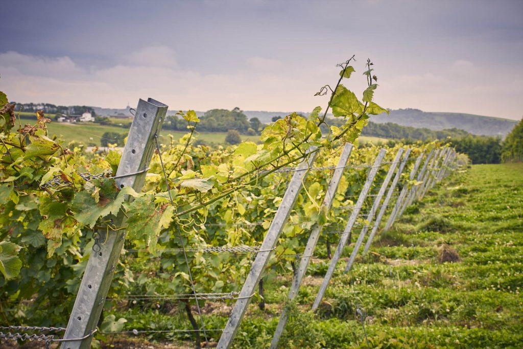 Brown Hare Vineyard